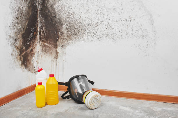 Best White Mold Remediation in Willis, TX