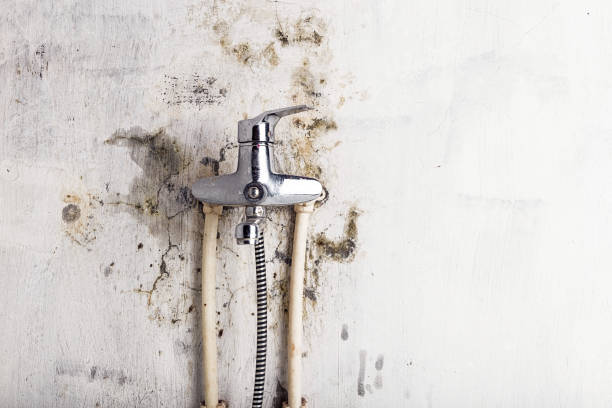Reliable Willis, TX Mold Remediation Solutions