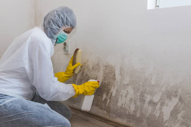 Best Health and Safety Mold Remediation in Willis, TX