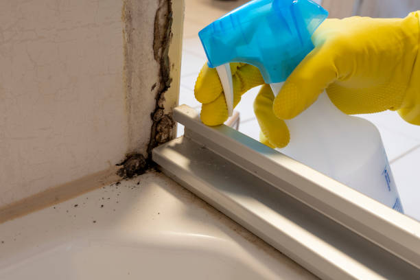 Best Residential Mold Remediation in Willis, TX