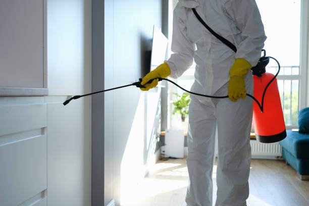 Best Mold Remediation for Specific Building Types in Willis, TX