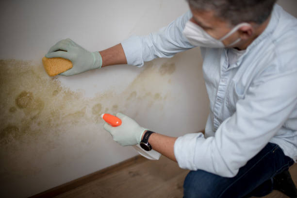 Best Black Mold Remediation in Willis, TX