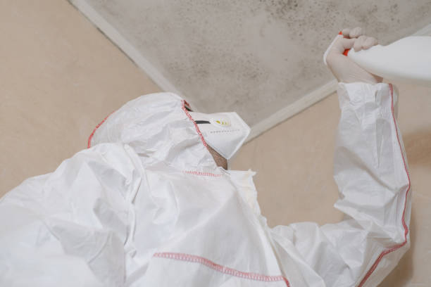 Reliable Willis, TX Mold Remediation Solutions