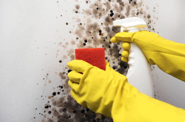 Best Residential Mold Remediation in Willis, TX