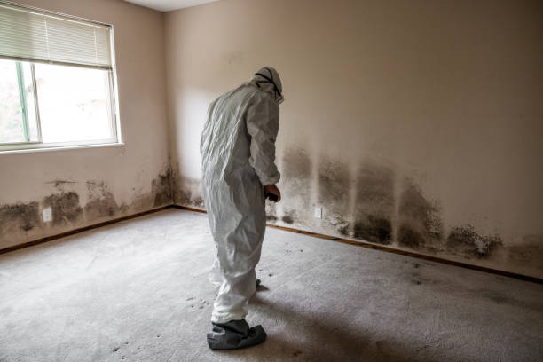 Best Commercial Mold Remediation in Willis, TX