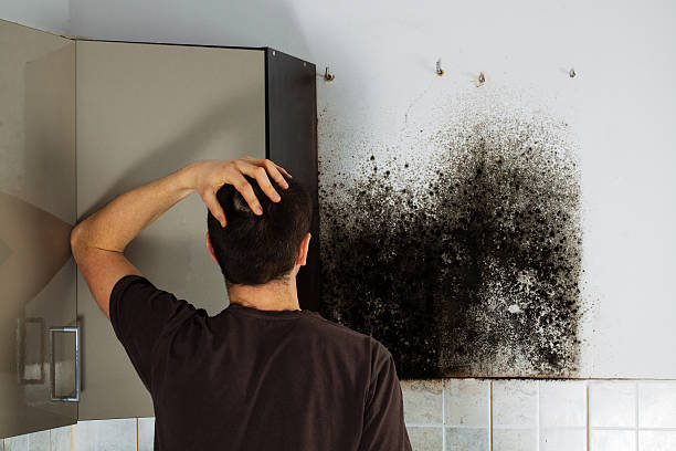 Best Localized Mold Remediation (e.g., coastal areas, humid climates) in Willis, TX